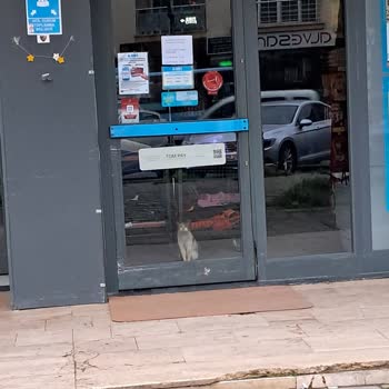 A101 Mağazasındaki Kediler Hijyen Sorunu Ve Gece Alarm Gürültüsü Yaratıyor