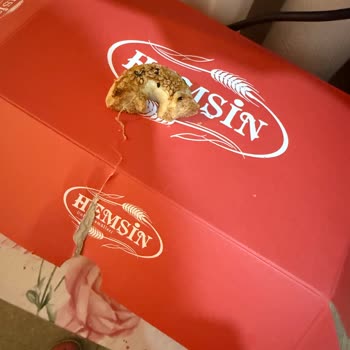 Kurabiyenin İçindeki Uzun İp Gıda Hijyenine Yönelik Ciddi İhlal