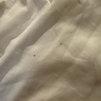 İlanla Uyuşmayan Otelde Karınca İstilası Ve Agoda’dan Yardım Alamama, İade Talebi