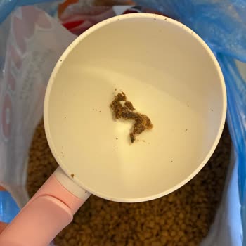 Kedi Mamasında Yabancı Madde Tespiti: Hijyen Ve Güvenlik Sorunu