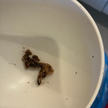 Kedi Mamasında Yabancı Madde Tespiti: Hijyen Ve Güvenlik Sorunu