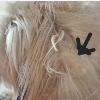 Buddy Pet Kuaför Pet Shop Aldığım Hizmetten Hiç Memnun Kalmadım