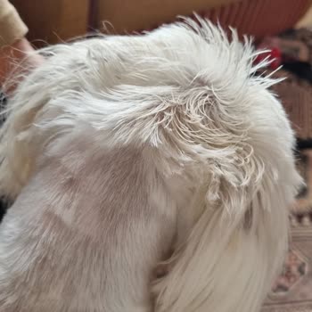 Buddy Pet Kuaför Pet Shop Aldığım Hizmetten Hiç Memnun Kalmadım