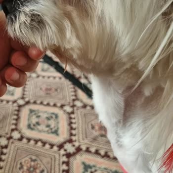 Buddy Pet Kuaför Pet Shop Aldığım Hizmetten Hiç Memnun Kalmadım