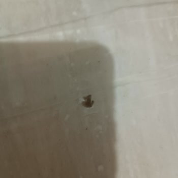 Küflü Baklavalık Yufka Ürününde Sağlık Endişesi Ve Güven Kaybı