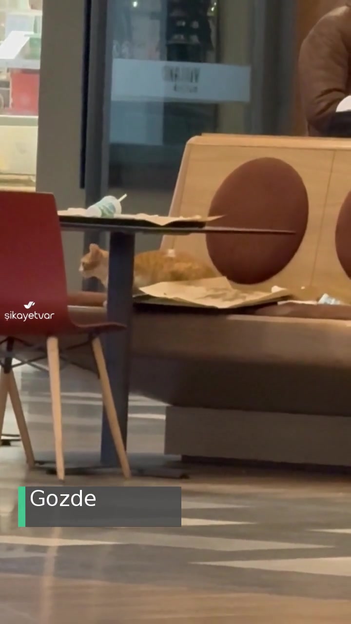 Vialand Alışveriş Merkezi Kedi Sorunu! videonun kapak resmi