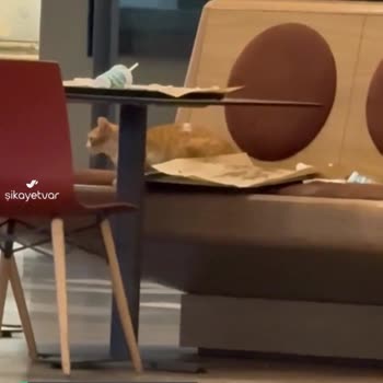 Vialand Alışveriş Merkezi Kedi Sorunu!
