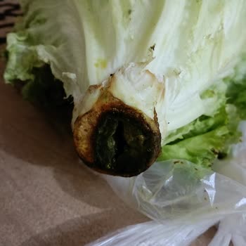 Eki aç