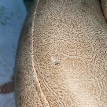 Tamir Sonrası Deforme Ve Delik Halde Geri Gelen Çökme Sorunlu Koltuk Takımı