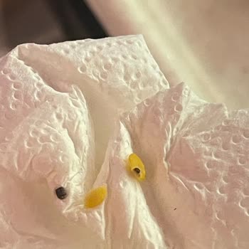 Mercimek İçinde Böcekler: Gıda Güvenliği Endişesi