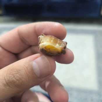 Yapışkan Bayram Şekerleri Dişlerde Rahatsızlık Yaratıyor