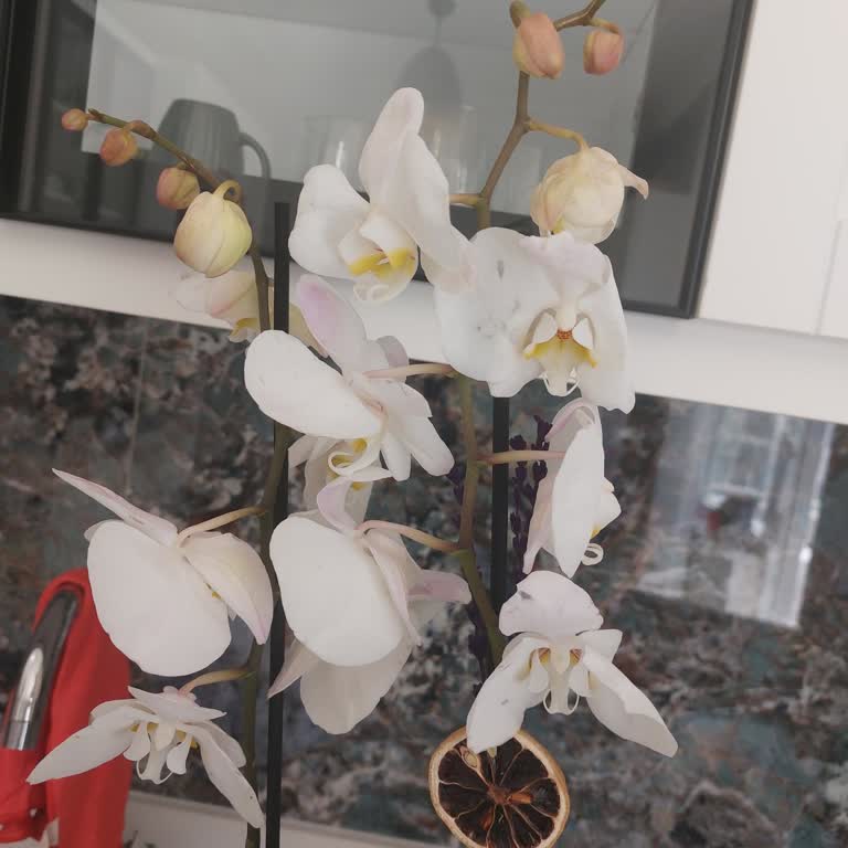 Solmuş Orkide Ve Destek Yokluğu Üzerine Para İadesi Talebi