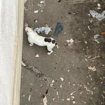 Bodrumda Köpeklerden Gelen Keskin Koku Ve Hijyen Sorunu