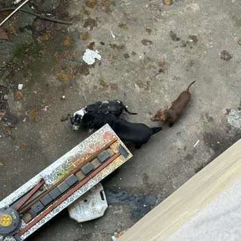 Bodrumda Köpeklerden Gelen Keskin Koku Ve Hijyen Sorunu