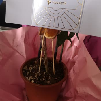 Gönderilen Görsel Ve Ürün Arasındaki Uçurum Sade, Süssüz Ve Pahalı