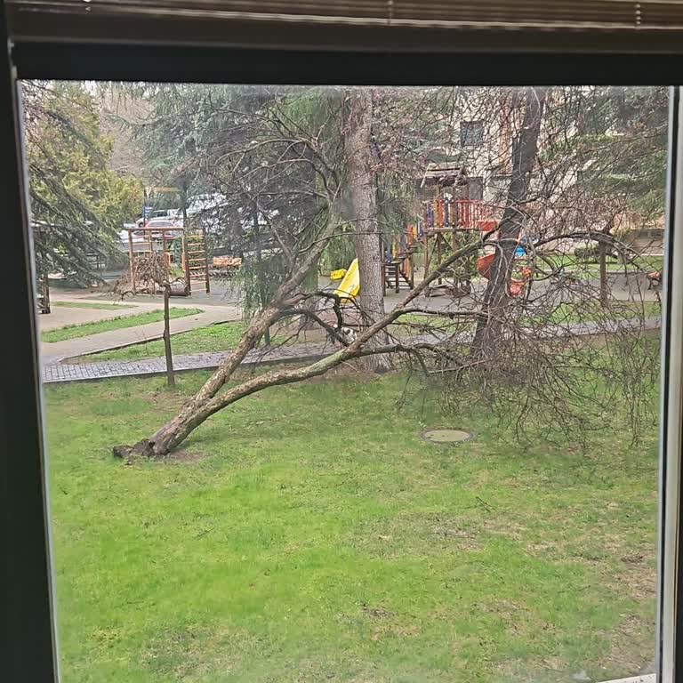 Çankaya Belediyesi Ağaç Budama Ve Çöp Toplama İhmali