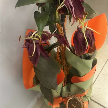 Solmuş Çiçekler Ve Gecikmiş İade