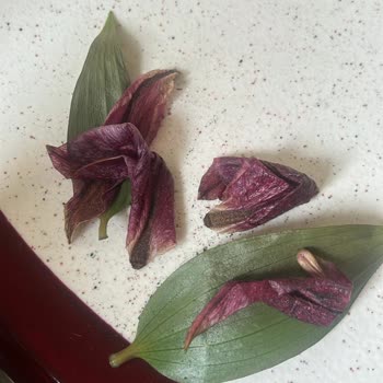 Solmuş Çiçekler Ve Gecikmiş İade