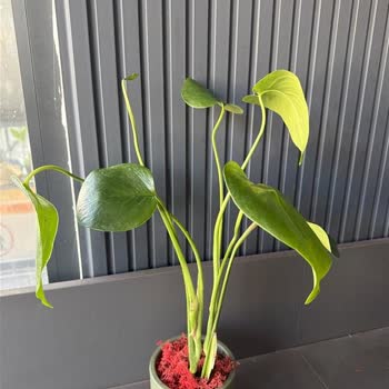 Sipariş Edilen Ürünle Gönderilen Ürün Arasındaki Fark Ve İade Talebi