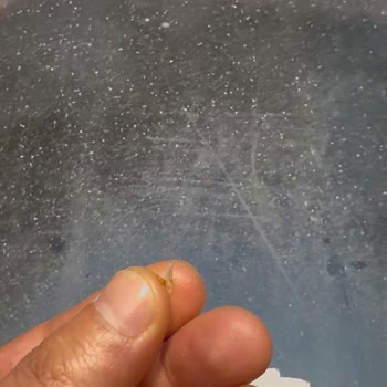 Tavuk Menüsünde Çıkan Keskin Kemik Gıda Güvenliğini Tehlikeye Attı