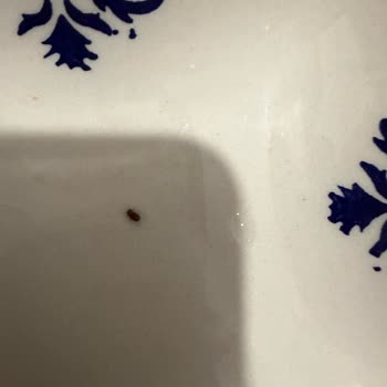 Bebek Tarhanasında Canlı Böcek Bulunması Ve Müşteri Hizmetlerine Ulaşılamaması