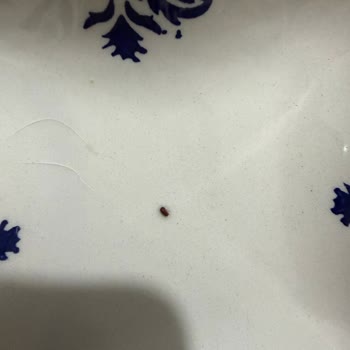 Bebek Tarhanasında Canlı Böcek Bulunması Ve Müşteri Hizmetlerine Ulaşılamaması