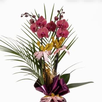 Kırmızı Orkide Görseliyle Uymayan Ürün Gönderildi Ve Sipariş İptal Edildi