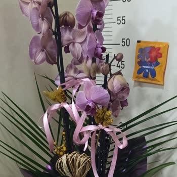 Kırmızı Orkide Görseliyle Uymayan Ürün Gönderildi Ve Sipariş İptal Edildi