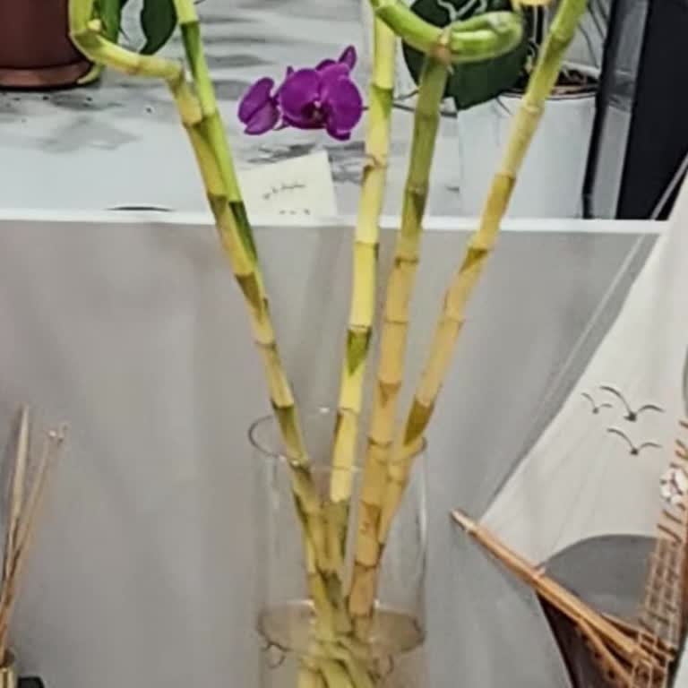 Ölü Şans Bambusu Teslimatı Ve İade Talebi