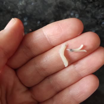 Gimsapark Eryaman'da Satılan Knorr Noodle Ürününde Küf Sorunu Ve Sağlık Riski