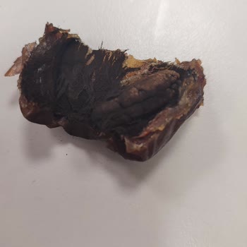 Medjoul Hurmasında Siyah Toz Görülmesi Hijyen Ve Sağlık Endişesi