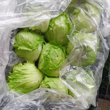 Kalitesiz Göbek Marul Ve Yanıtsız Şikayet: İade Talebi