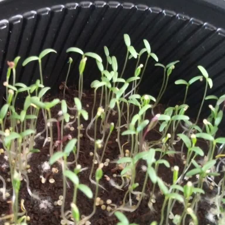 Farmer Life Tohum Hiçbir Etiket, İçerik Bilgisi Ya da Açıklama Olmadan Gönderildi