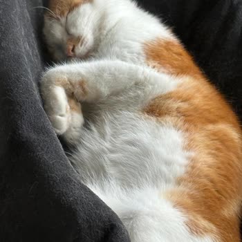 Migros’tan Süresi Geçmiş Tavuk Ürünü Kediyi Hastalığa Sürükledi Ve Destek Vermedi