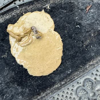 Migros’tan Süresi Geçmiş Tavuk Ürünü Kediyi Hastalığa Sürükledi Ve Destek Vermedi