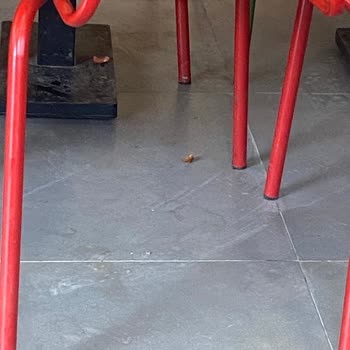 Erciş Burger King Şubesinde Hijyen Eksikliği Ve Yanmış Yağ Kokusu