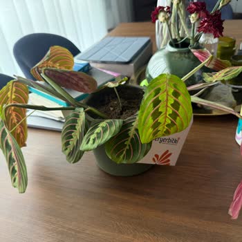 Sipariş Edilen Çiçek Görseliyle Uyuşmadı Ve İade Talep Ediliyor