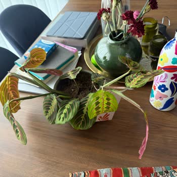 Sipariş Edilen Çiçek Görseliyle Uyuşmadı Ve İade Talep Ediliyor