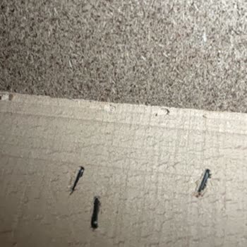 Mersin'de Tahta Çürümesi Nedeniyle Alerji Ve Koltuk Hasarı Şikayeti