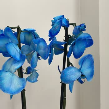 Alınan Orkideler Kırık Ve Küflenmiş, Telafi Teklifi Yetersiz