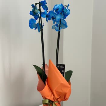 Alınan Orkideler Kırık Ve Küflenmiş, Telafi Teklifi Yetersiz