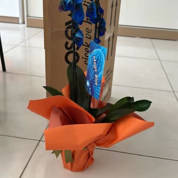 Alınan Orkideler Kırık Ve Küflenmiş, Telafi Teklifi Yetersiz