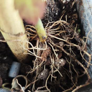 Yanlış Ve Kötü Durumdaki Leylak Fidanı İçin Tam İade Talebi