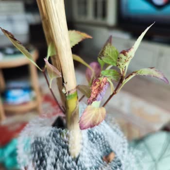 Yanlış Ve Kötü Durumdaki Leylak Fidanı İçin Tam İade Talebi