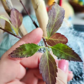 Yanlış Ve Kötü Durumdaki Leylak Fidanı İçin Tam İade Talebi