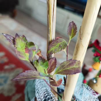 Yanlış Ve Kötü Durumdaki Leylak Fidanı İçin Tam İade Talebi