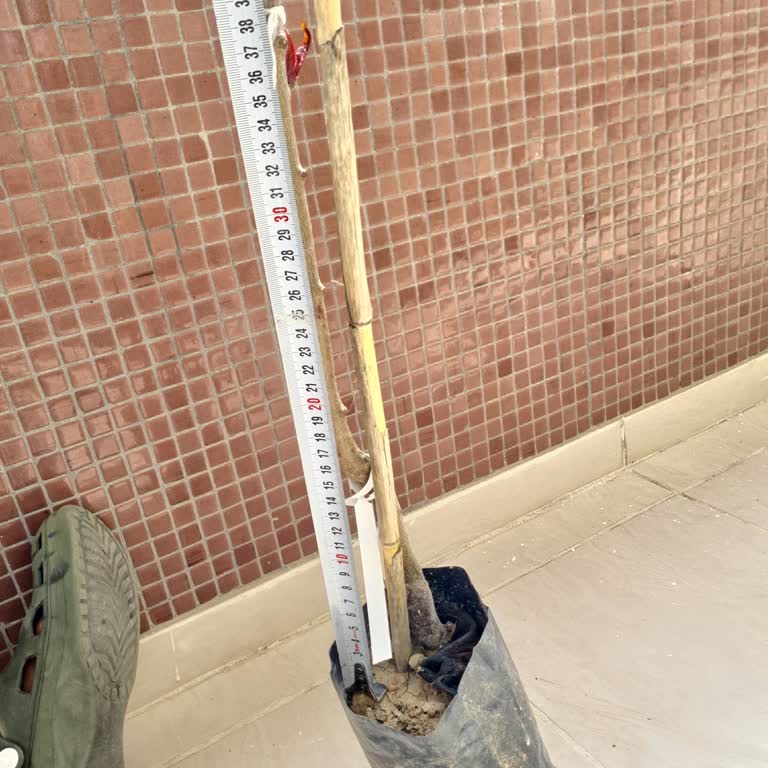 Eksik Adaçayı Ve Bozuk Fidanlar