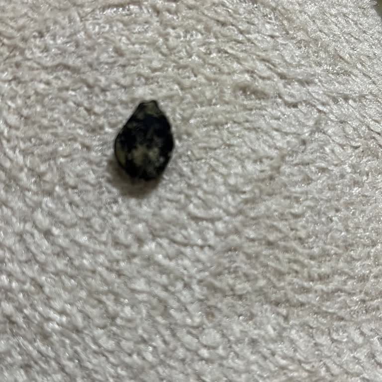 Tadım Çıtır Kaplamalı Yer Fıstığında Siyah Yabancı Cisim Görmek Güveni Sarstı