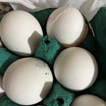 Kırık Yumurta Teslimatı Ve Cevapsız Müşteri Hizmetleri