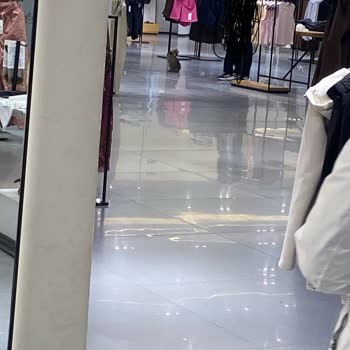 Zara Mağazasındaki Kedinin Kıyafet Üzerinde Yatması Hijyen İhlali Ve Çalışanların İlgisiz Tutumu